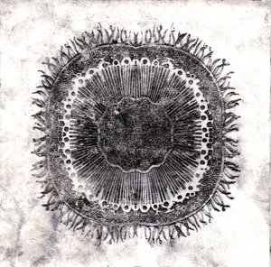 Plant Cells, 2019 (torrpunktsetsning)