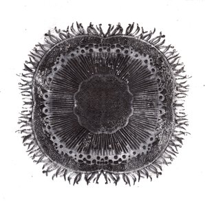 Plant Cells, 2019 (torrpunktsetsning) av Charlotte Orr