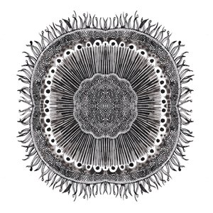 Plant Cells, 2019 (penna och bläck) av Charlotte Orr