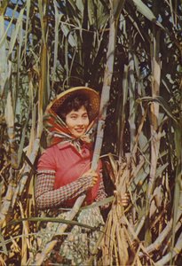 Taiwan: Rörsocker av Chinese Photographer