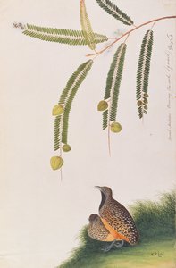 Barred Buttonquail, från Drawings of Birds from Malacca, c.1805-18 (wc på papper) av Chinese School