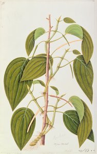 Betel Leaf, från Fifty-Five Drawings of Medicinal Plants of Malacca, Volym 1, c.1805-18 (wc på papper) av Chinese School