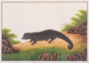 Binturong, från teckningar av djur, insekter och reptiler från Malacka, c.1805-18 (wc & gouache på papper) av Chinese School