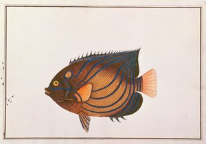 Blåringad Angelfish, från Drawings of Fishes from Malacca, c.1805-18 (wc på papper) av Chinese School