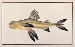 Bombay Duck, från Drawings of Fishes from Malacca, c.1805-18 (wc på papper) av Chinese School