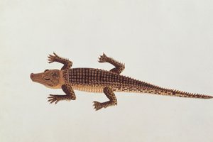 Boo-ay-ah Alligator, från teckningar av djur, insekter och reptiler från Malacka, c.1805-18 (wc och gouache på papper) av Chinese School