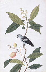 Booah Nawa Hawa, från Drawings of Birds from Malacca, c.1805-18 (wc på papper) av Chinese School
