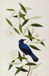 Boorah Farleeh, från Drawings of Birds from Malacca, c.1805-18 (wc på papper) av Chinese School