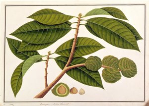 Brangam eller Malay Chestnut, från Drawings of Plants from Malacca, c.1805-18 (wc på papper) av Chinese School