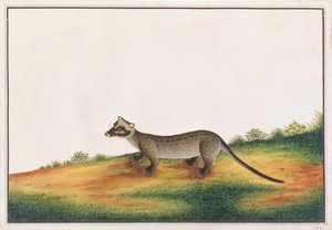 Common Palm Civet, från teckningar av djur, insekter och reptiler från Malacka, c.1805-18 (gouache och wc på papper) av Chinese School