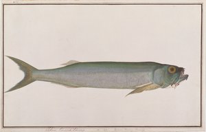 Dorab Wolf-silling, från Drawings of Fishes from Malacca, c.1805-18 (wc på papper) av Chinese School