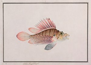 Eekan Linqah Singah, från Drawings of Fishes from Malacca, c.1805-18 (wc på papper) av Chinese School