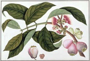 Eugenia eller Jamboo Teloie poote, från Drawings of Plants from Malacca, c.1805-18 (wc på papper) av Chinese School