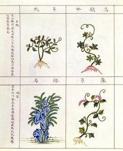 Fyra växter från en Pen Tsao, en samling medicinalväxter, 1700-1800-talet av Chinese School