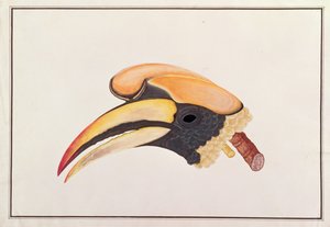 Stor näshornsfågel, från teckningar av fåglar från Malacka, c.1805-18 (wc på papper) av Chinese School