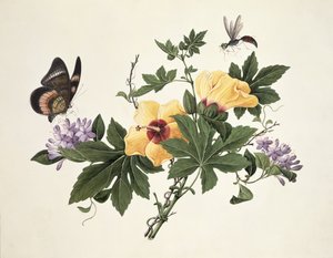 Hibiskus och fjäril av Chinese School