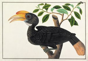 Ke ke, från Drawings of Birds from Malacca, c.1805-18 (wc på papper) av Chinese School