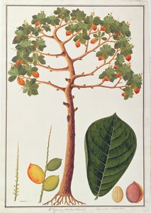 Klapang Terminalia Molucana eller Malay Almond, från Drawings of Plants from Malacca, c.1805-18 (wc på papper) av Chinese School