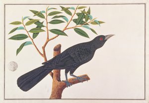 Koel, från Drawings of Birds from Malacca, c.1805-18 (wc på papper) av Chinese School