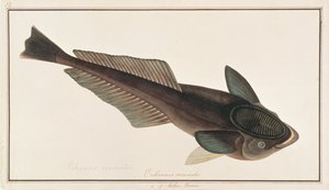 Levande Sharksucker, från Drawings of Fishes from Malacca, c.1805-18 (wc på papper) av Chinese School