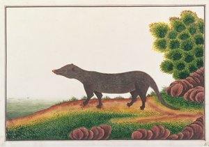 Mongoose, från teckningar av djur, insekter och reptiler från Malacka, c.1805-18 (gouache & wc på papper) av Chinese School