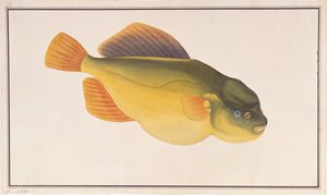 Putterfish, från Drawings of Fishes from Malacca, c.1805-18 (wc på papper) av Chinese School