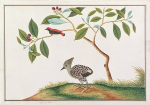Scharlakansröd blomsterspett med grå-och-gul hackspett, från Drawings of Birds from Malacca, c.1805-18 (wc på papper)