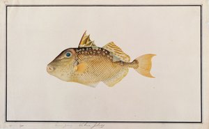 Starry Triggerfish, från Drawings of Fishes from Malacca, c.1805-18 (wc på papper) av Chinese School