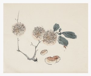 Tio bambuserier, 1700-tal av Chinese School
