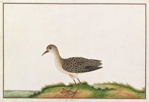 Wood Sandpiper, från Drawings of Birds from Malacca, c.1805-18 (wc på papper)