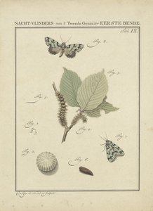 nattfjärilar Moths of the Second Family of the First Gang (titel på objekt) av Christiaan Sepp