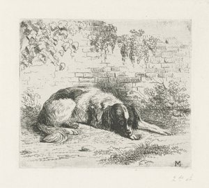 Hund liggande framför en vägg