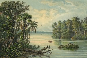 Regnskog på nedre Amazonas, Brasilien