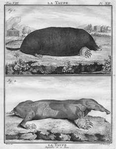 Mullvaden & mullvaden avskalad av hennes hud, c1763.
