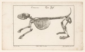 Skelett av en igelkott Erinaceus / Ein Egel (titel på objekt) Unterschiedliche Sceleta eller Bone-Cörper (serietitel) av Christian Hallbaur