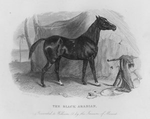 The Black Arabian, presenterad för William IV av Imaum of Muscat (gravyr)
