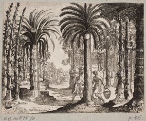 Palmelund med betelpalmer