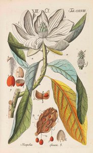 Botanisk handbok, 1808. av Christian Schkuhr