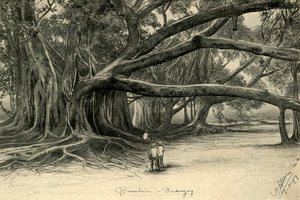 Jätteträd i Buitenzorg, Java, 1898. av Christian Wilhelm Allers