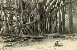 Jätteträd i Buitenzorg, Java, 1898.