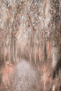 Höststig i skogen av Christina Sillen