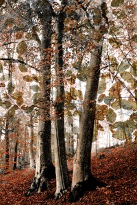 Höstscen i skogen av Christina Sillen
