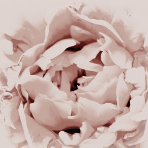 Rosa pion av Christina Sillen