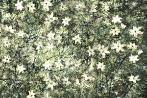 Ömtåliga trädgårdsblommor av Christina Sillen