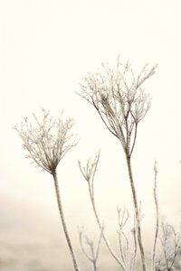 En mild vinterfrost av Christina Sillen