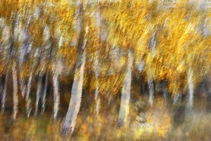 Den drömlika gyllene skogen av Christina Sillen