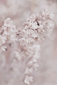 Drömlika rosa blommor av Christina Sillen