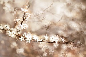 Drömlika vita blommor