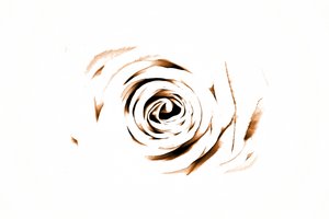 Elegant Sepia Rose av Christina Sillen