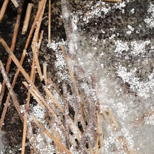 Frostiga tallbarr av Christina Sillen